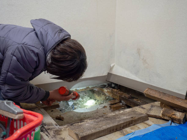 Best Mold Damage Restoration  in Mountain Green, UT