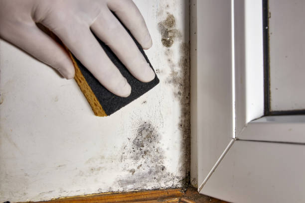 Best HVAC Mold Inspection and Cleaning  in Mountain Green, UT