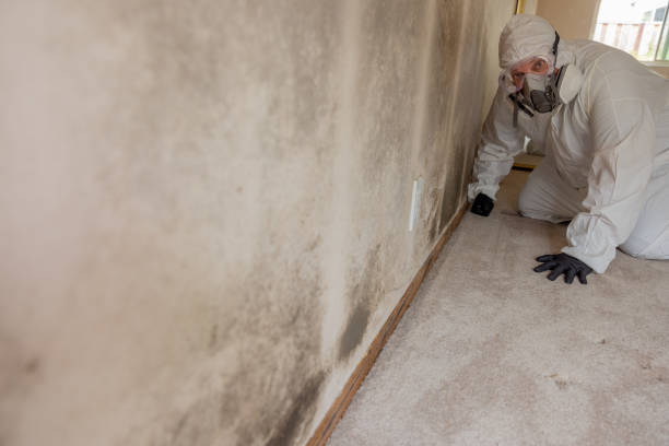 Mold Odor Removal Services in Mountain Green, UT